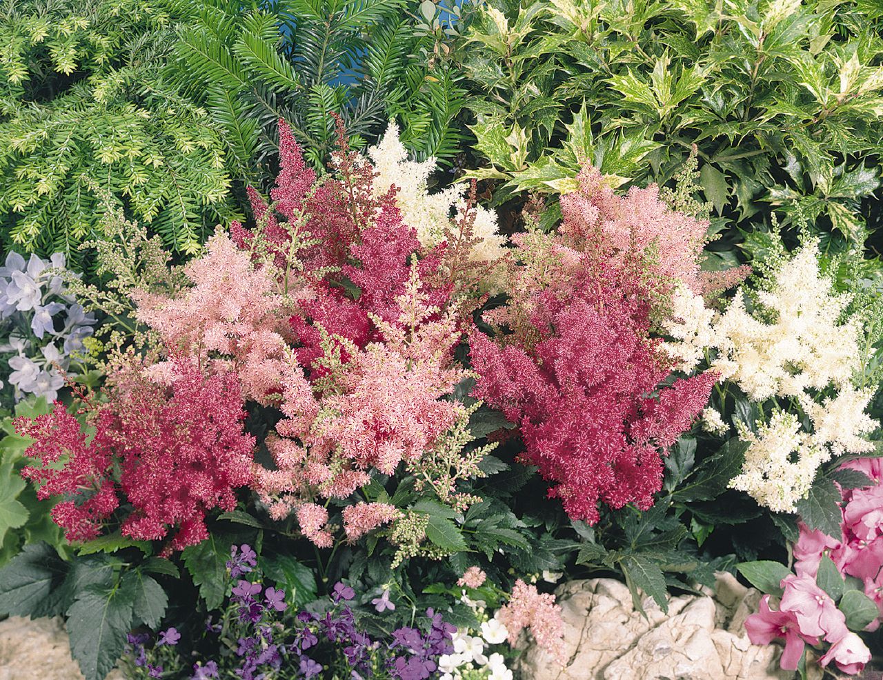 astilbe x arendsii astary mix